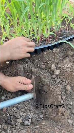 Corn transplanting nanny-level tutorial | Newbies can also grow high-yield corn!
