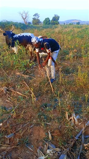Understanding Fulani Culture and Livestock Practices