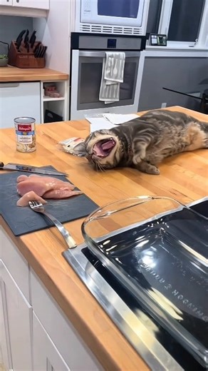 Funniest kitten moments 😂 Funny cats and dogs videos 😺🐶 86 | Meow Meow