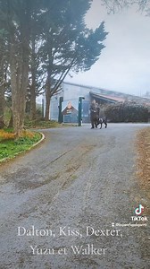 Hier en fin de matinée nous avons pu faire une mini balade autour du refuge 🥰🥰 Des moments rares pour l'équipe de salariés que nous savourons pleinement 😁🥰 C'est donc Dalton , Kiss, Dexter, Walker et Yuzu qui ont pu profiter de ce moment avec leurs agents animaliers 🥰 | La SPA - Refuge Le Garric