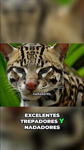 Ocelote: El Cazador Nocturno Secreto del Bosque Revelado #curiosidades