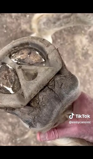 Introducing the New EasyShoe 3D for Horse Hoof Care