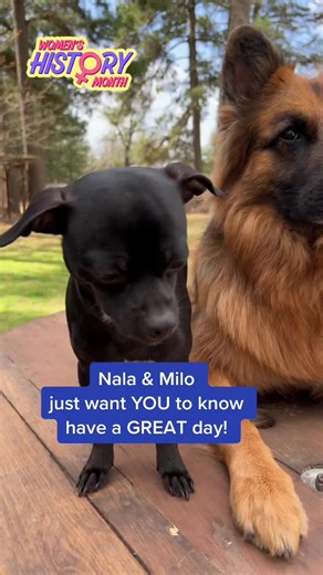 Nala The GSD Service Dog on TikTok