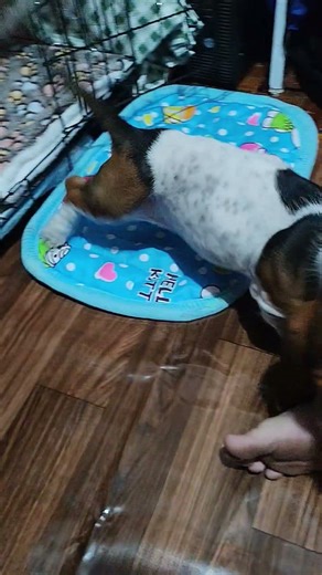 Meet the newest addition to our family - Willows - our 10 weeks old puppy#puppy #bassethound