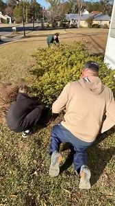 Hooray! Luke & Piper helped us put pine straw around our house. In the South pine straw is used as a landscape mulch. We have ALOT of pine trees. Gotta use what God gave us! 😉 🌲Many hands make light work. 🤚❤️ | Miss Annie's Home Kitchen