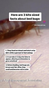 332 reactions · 48 shares | Bed bug facts… because you might encounter these pests during your winter and spring travels. | PestWorld | Facebook