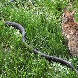 2.5M views · 2K reactions | Mama Rabbit Fights Big Black Snake To Protect Its Baby Bunnies. | Buhamster | Facebook