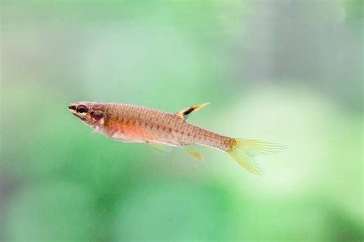 The Incredible Leaping Fish That Lay Eggs Out of Water