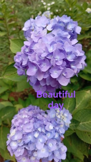 Beautiful gardens💐