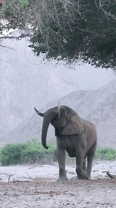 The Namib is considered to be the oldest desert on earth and home to the last remaining desert adapted elephants. Desert elephants or desert-dwelling elephants are not a genetically distinct species of elephant, but are African bush elephants (Loxodonta africana) with unique characteristics. These elephants have made their home in the Namib desert in Namibia, Africa, and subsequently, these elephants exhibit small adaptations to the extreme temperatures and terrain. It is estimated the populatio
