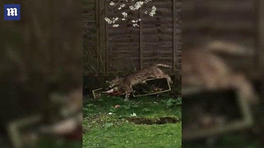 Incredible footage shows Big Cat leaping through back garden