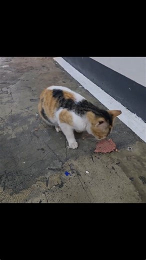 A simple meal for a sweet soul. We didn't have a container handy, but we couldn't let her go hungry. #FelineFinePaws #cat #catsoffacebook #catslife #catoftheday #catlovers #fblifestyle #cats | Feline Fine Paws