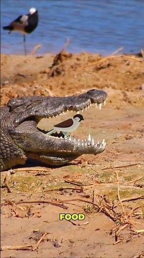 Crocodiles Have Dentists🐊🦜 | Amazing Animal Facts