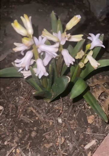 When Nature is 2 steps ahead of you 😆😆 Me realizing my flowers had alr started growing and starting to bloom, before I had even started my Spring Gardening!! 🪻🪏 #foryourpage #gardentok #springtok #hyacinth #buttercup