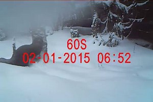 Too cool not to share. Check out this trail camera video of the elusive fisher, taken in the Monongahela National Forest near Blackwater Falls. Fun facts: Fisher prefer old-growth forests and are one of the few predators that seek out and kill porcupines. © David & Laura Hughes | West Virginia Nature Conservancy