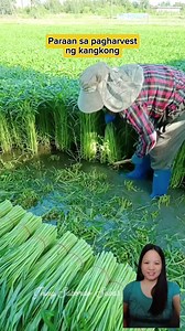 1.2K views · 6.1K reactions | Paraan sa pag-ani ng kangkong #reels #harvest #kangkong #farmer #ideas #agriculture #highlights #everyone #followers | Jhing Sabordo Sabas | Facebook
