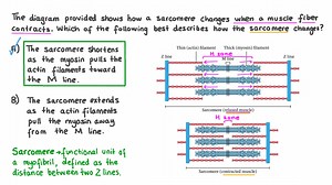 Describing How the Sarcomere Changes as Muscle Fibers Contract