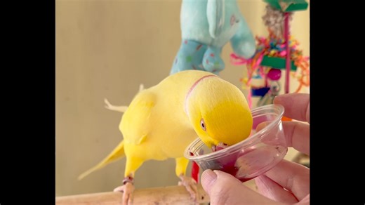 75 reactions | Bowie loves Wild Blueberry Juice 𢡄 | Peekaboo Parrots | Facebook