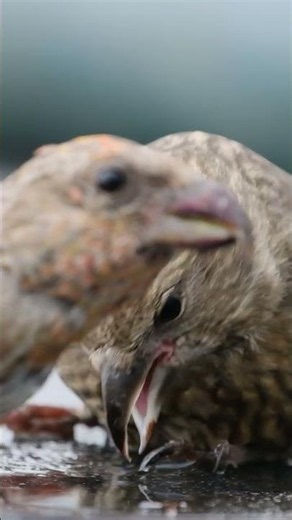 Las mandíbulas del piquituerto no encajan... a propósito 🔀🐦🌲