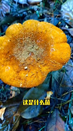 Learn to identify mushrooms in one minute! Never be afraid of picking poisonous mushrooms again! ...