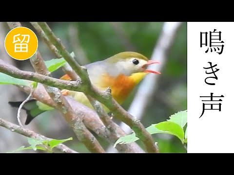 【解説付き】ソウシチョウの鳴き声（地鳴き）