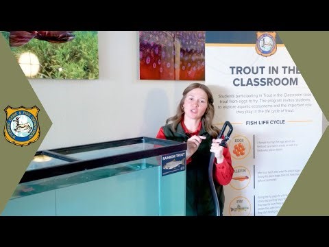 Trout in the Classroom - Fish Tank Setup