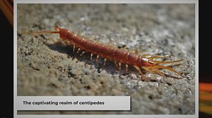 Do Centipedes Eat Spiders? Unveiling the Predatory Nature