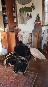 Visitor in my sewing shed yesterday 🤣 | Sarah Chitwood