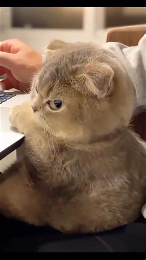 Angry cats are hilarious 😂🤣...comment for part 2 ... #trending #meowmeowapp #funnymoment