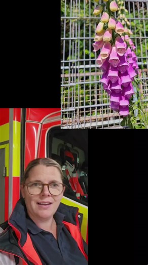 Fingerhut: Gefahren und Erste Hilfe Tipps