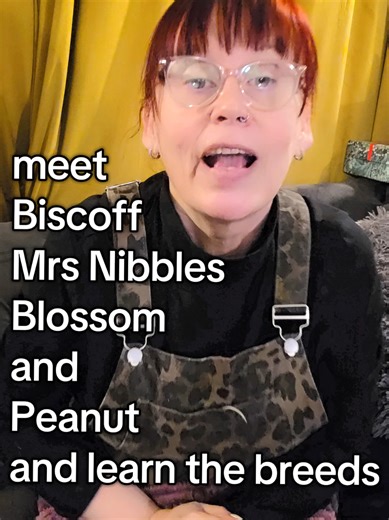 Meet 4 Adorable Guinea Pigs and Their Breeds