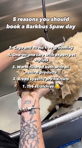 No Cages. No Muzzles. No Trauma. Just 1-on-1 Time With An Experienced Pet Stylist! | Barkbus