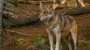 Wild Wolf Encounter Caught on Camera