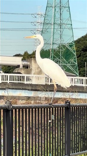 野鳥観察 柵から飛び立つダイサギ 白鷺