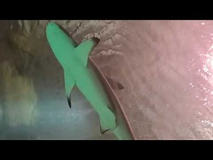 Shark and amazing fish on Brooklyn aquarium coney island