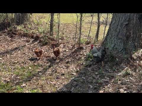 2026-3-21 Spring Chickens