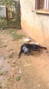 He was being devoured alive by a severe myiasis infection