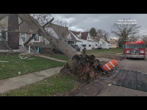 Tree blown into Maple Heights home during high winds; firefighters rescue baby squirrels