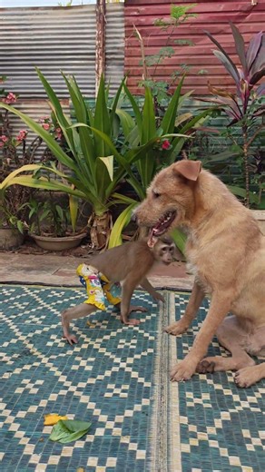 This monkey and dog are really happy when they come to live with me. #dog #animals #monkey #shorts