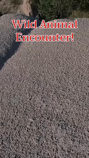 ⛰️ - Mountain Bluebird (Sialia currucoides) .  The Mountain...