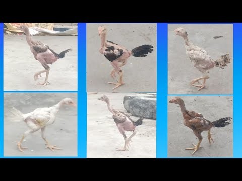 #KVR BREEDES#thanks to all#bhimavaram chicks#peru cross chicks#chicks#patta punjulu#birds#chicken