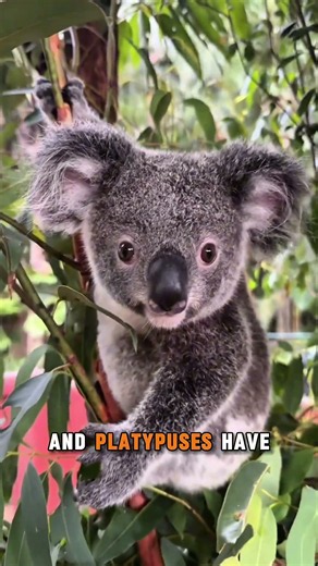 80% of Australia’s Wildlife Exists NOWHERE Else! 😳🇦🇺 #shorts