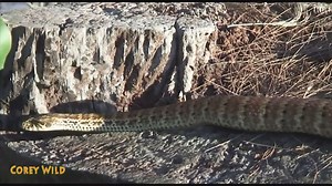 Profiling the deadly Australian death adder among venomous snakes