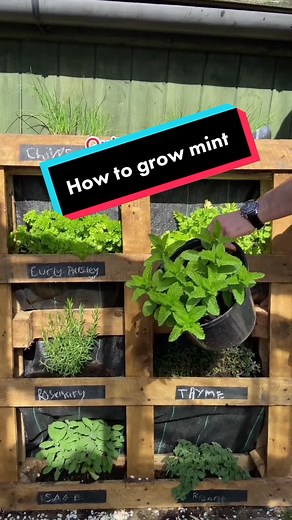 Here is a quick tip for growing kitchen herbs in your garden #didyouknow #learnontiktok #plants #herbs #plantdad