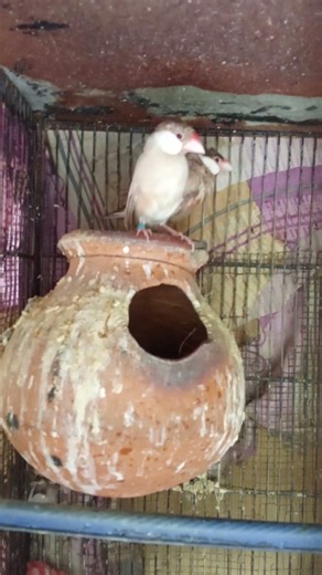 Fawn Java pair