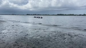 1.2K views · 40 reactions | Join us for a ride at floridabeachhorses.com it’s beautiful weather to horseback ride￼￼ | Florida Beach Horses | Facebook