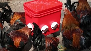Watch Chicken feeders no waste, DIY Chicken Feeder Port Kit on Amazon Live