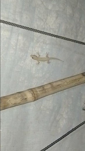 Asian House Gecko Sound Original Ep.206 #short #shortvideo #animals #animation #animal