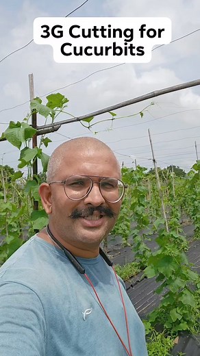 3G Cutting/Pinching for Ridge Gourd, Bitter Gourd, Snake Gourd #3gcutting #organicfarming #pinching | AllGanic Farm