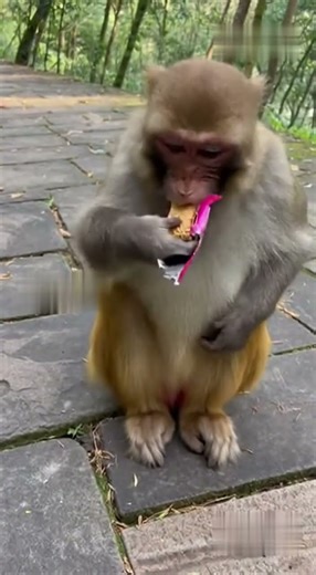 A Wild Monkey Takes a Snack from My Hand! Unbelievable Real POV Footage